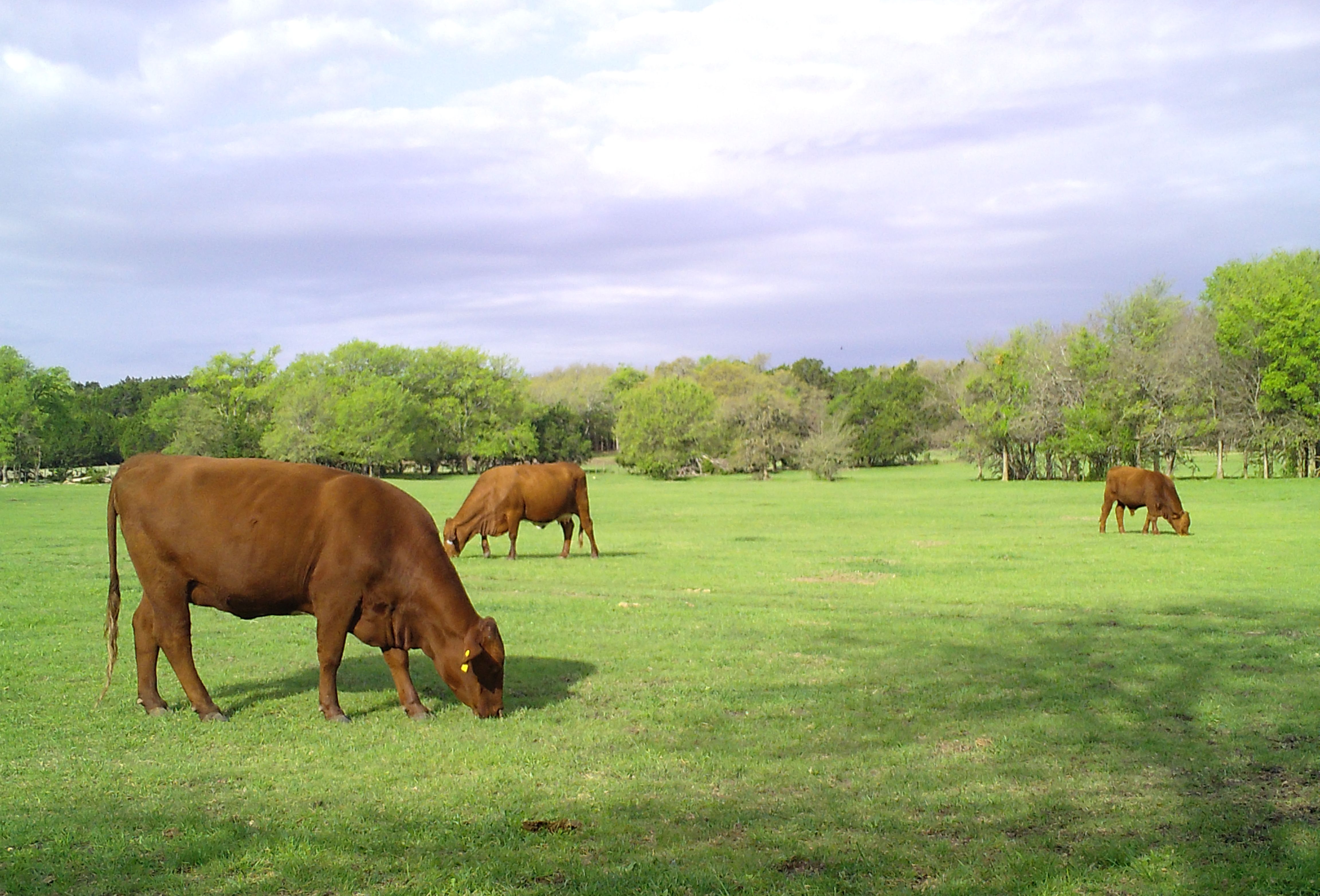 Beefmaster Heifer