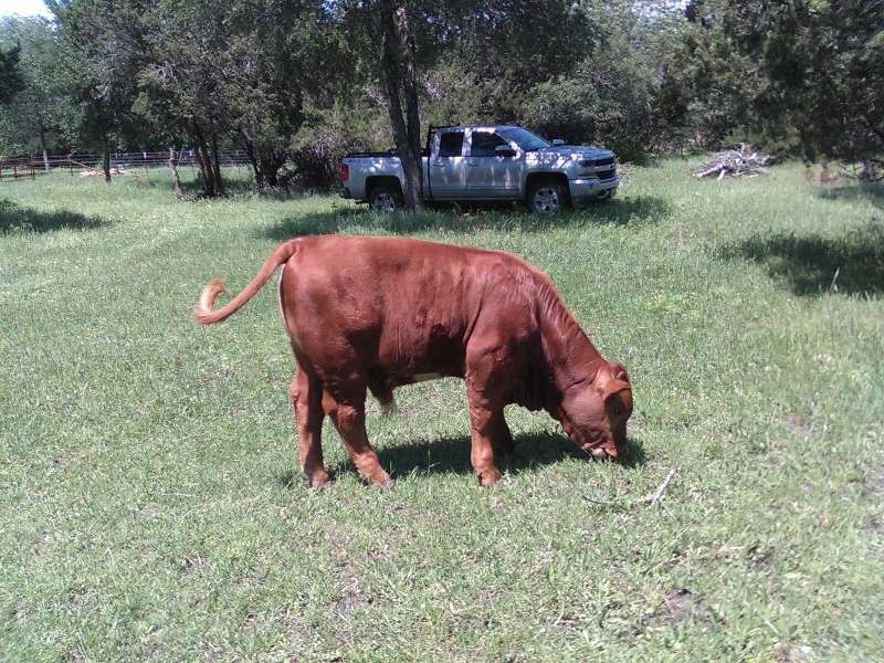 Beefmaster Bulls