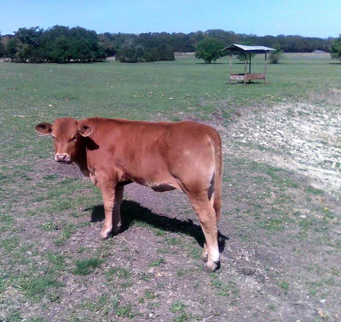 Front Pasture