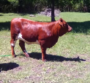 Beefmaster Show Heifer