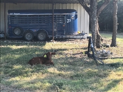 Beefmaster Calf