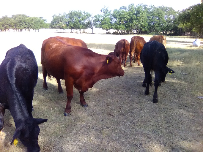 Beefmaster Cattle