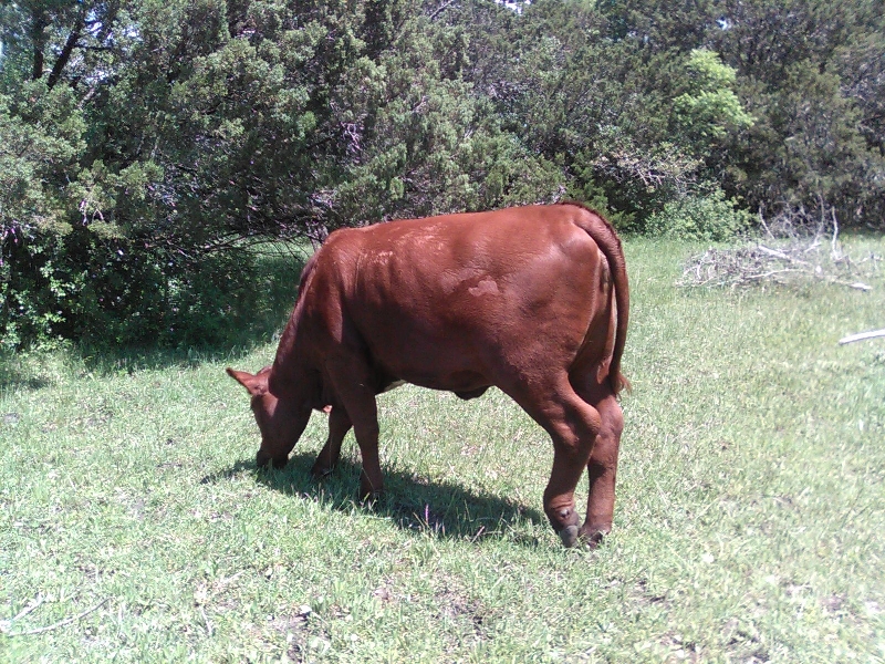 Beefmaster Heifer