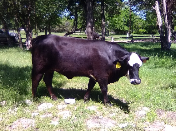 Beefmaster Angus Cross