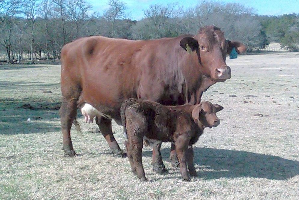 First Beefmaster 2018