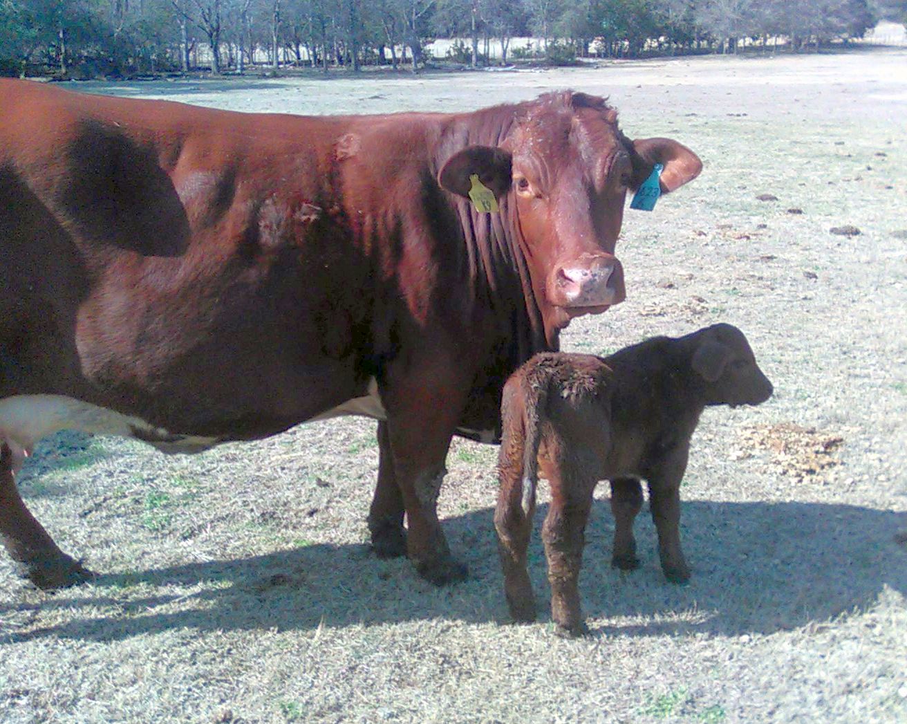 Beefmaster Cattle